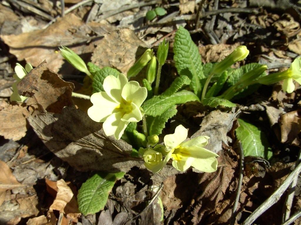 fioriture...di primavera